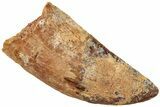 Serrated, Carcharodontosaurus Tooth - Real Dinosaur Tooth #234248-1
